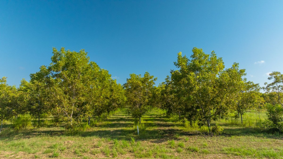 Image for 323± Acres - O’Brien Orchard - Prime Location with Future Growth Potential - Homesites & Investment Appeal - Irrigated Orchard & Cleaning Facility