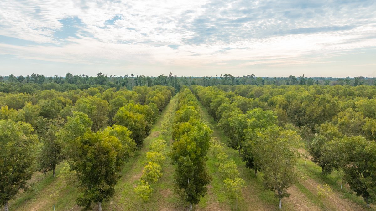 Image for 1,154± Acres - Patten Orchard - Premium Irrigated Pecan Operation - Long-Term Orchard Income w/ Improvements - Merchantable Timber Stand & Creek Frontage