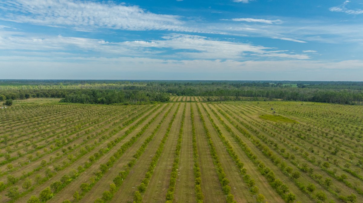 Image for 1,154± Acres - Patten Orchard - Premium Irrigated Pecan Operation - Long-Term Orchard Income w/ Improvements - Merchantable Timber Stand & Creek Frontage