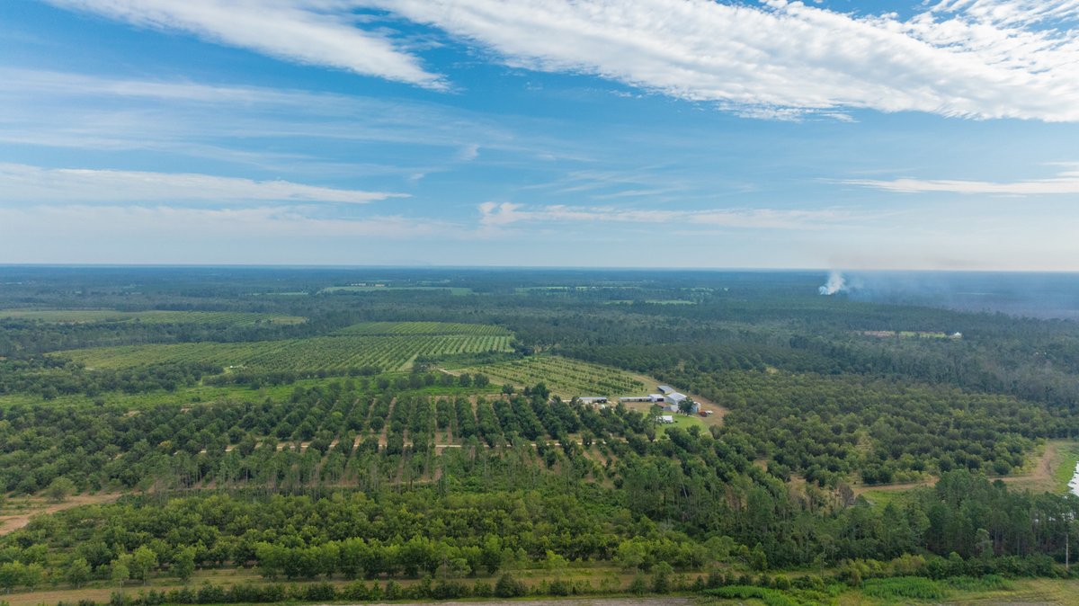 Image for 1,154± Acres - Patten Orchard - Premium Irrigated Pecan Operation - Long-Term Orchard Income w/ Improvements - Merchantable Timber Stand & Creek Frontage