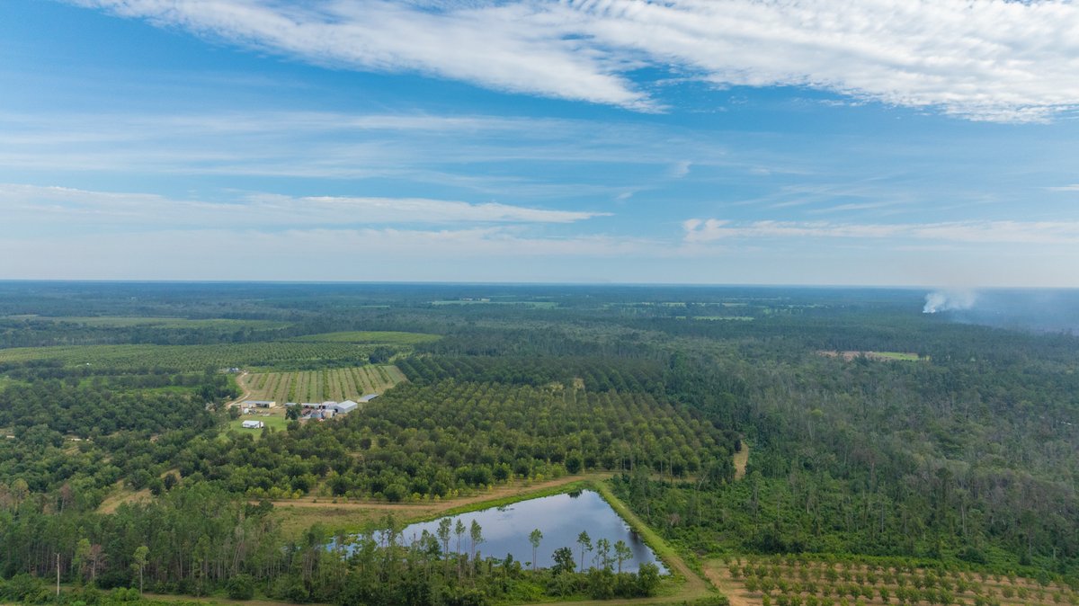 Image for 1,154± Acres - Patten Orchard - Premium Irrigated Pecan Operation - Long-Term Orchard Income w/ Improvements - Merchantable Timber Stand & Creek Frontage