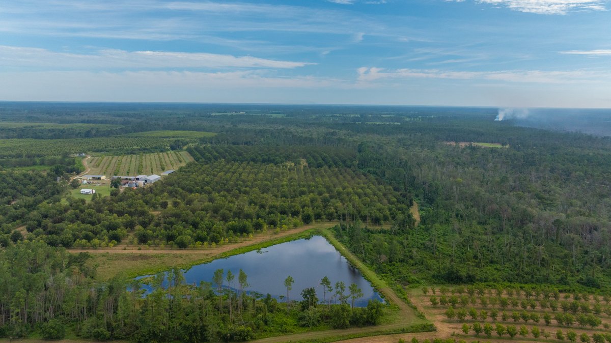 Image for 1,154± Acres - Patten Orchard - Premium Irrigated Pecan Operation - Long-Term Orchard Income w/ Improvements - Merchantable Timber Stand & Creek Frontage