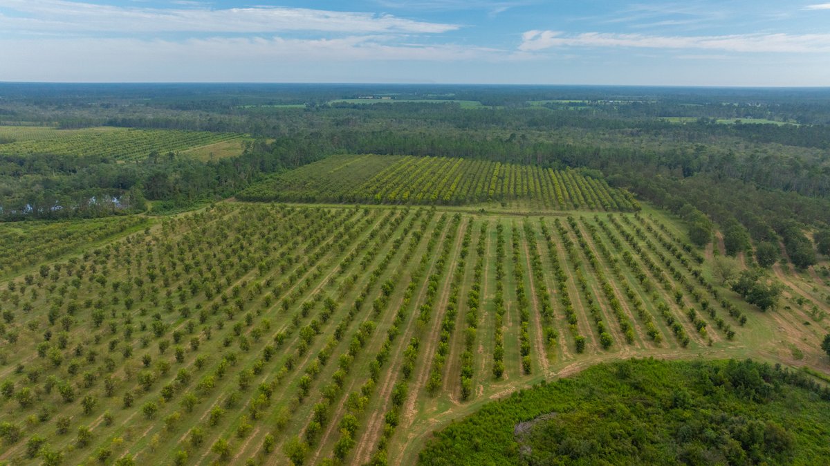 Image for 1,154± Acres - Patten Orchard - Premium Irrigated Pecan Operation - Long-Term Orchard Income w/ Improvements - Merchantable Timber Stand & Creek Frontage