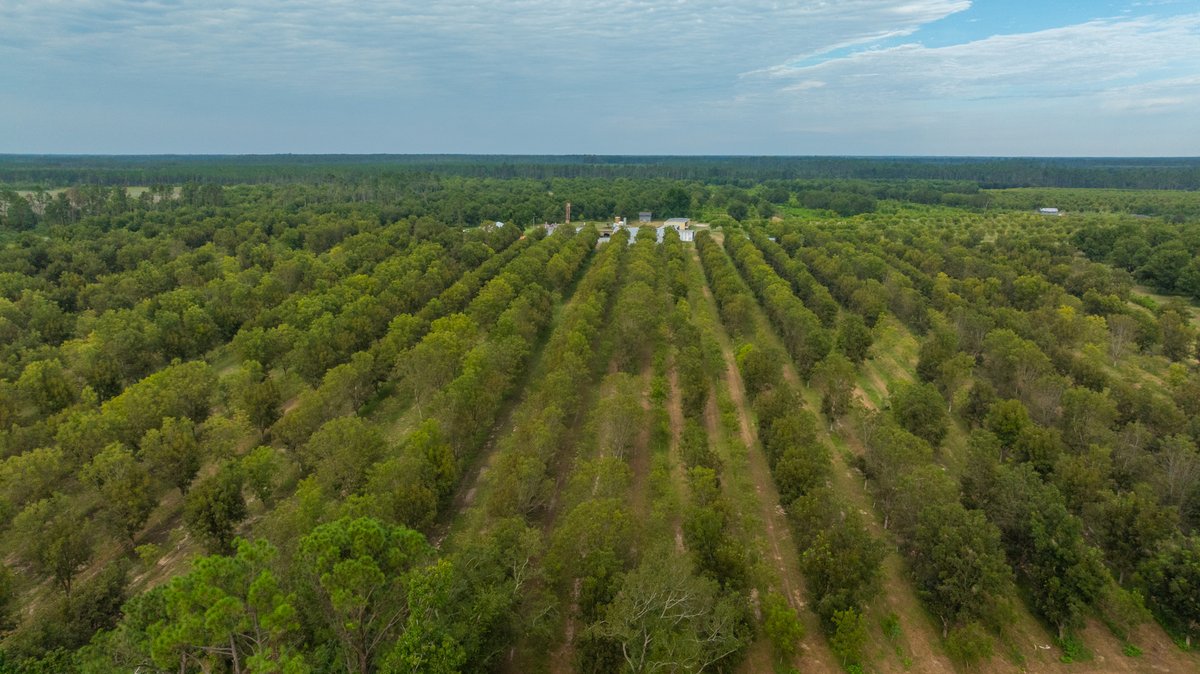 Image for 1,154± Acres - Patten Orchard - Premium Irrigated Pecan Operation - Long-Term Orchard Income w/ Improvements - Merchantable Timber Stand & Creek Frontage