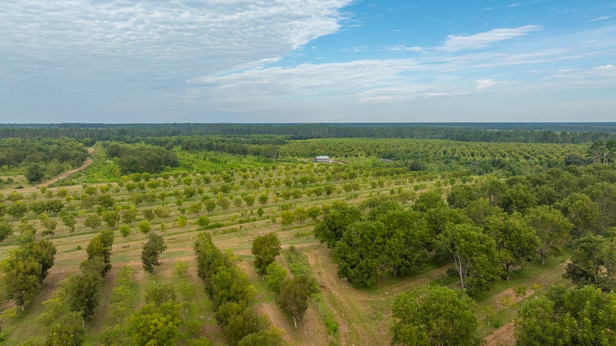 Image for 1,154± Acres - Patten Orchard - Premium Irrigated Pecan Operation - Long-Term Orchard Income w/ Improvements - Merchantable Timber Stand & Creek Frontage