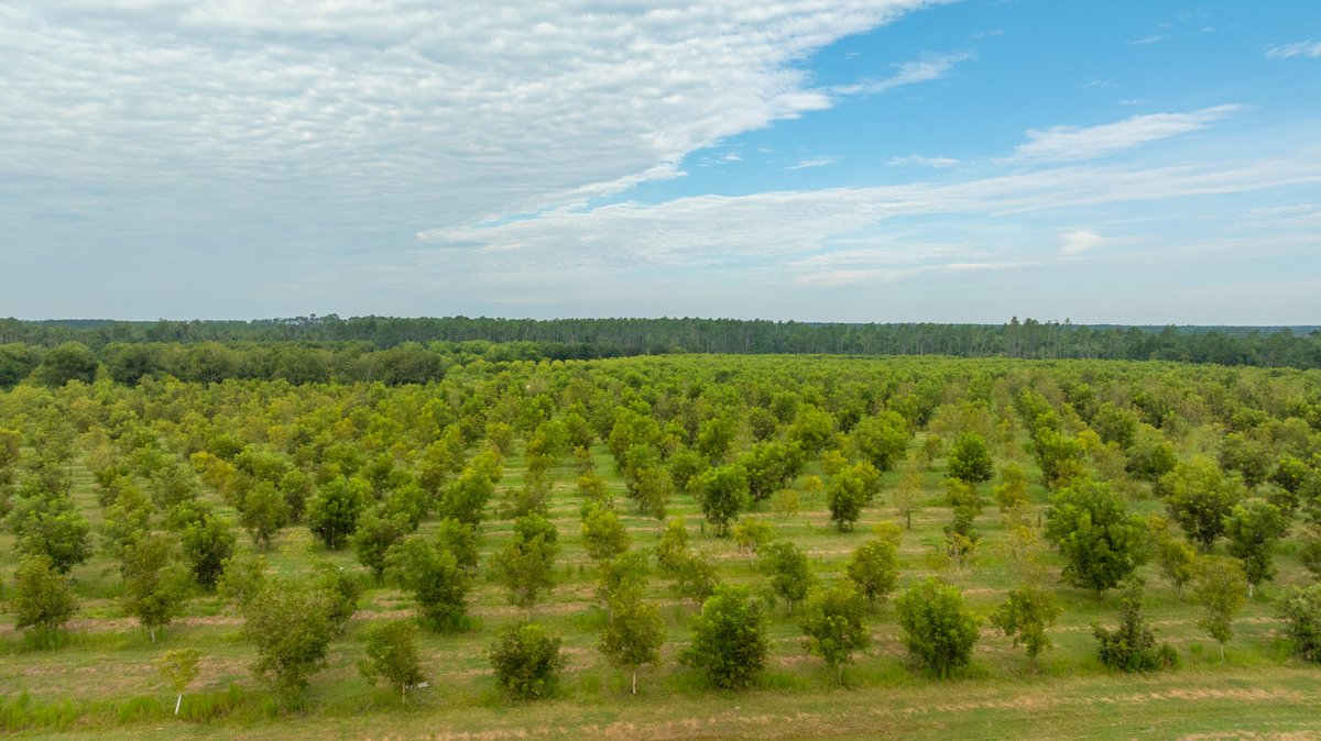 Image for 1,154± Acres - Patten Orchard - Premium Irrigated Pecan Operation - Long-Term Orchard Income w/ Improvements - Merchantable Timber Stand & Creek Frontage
