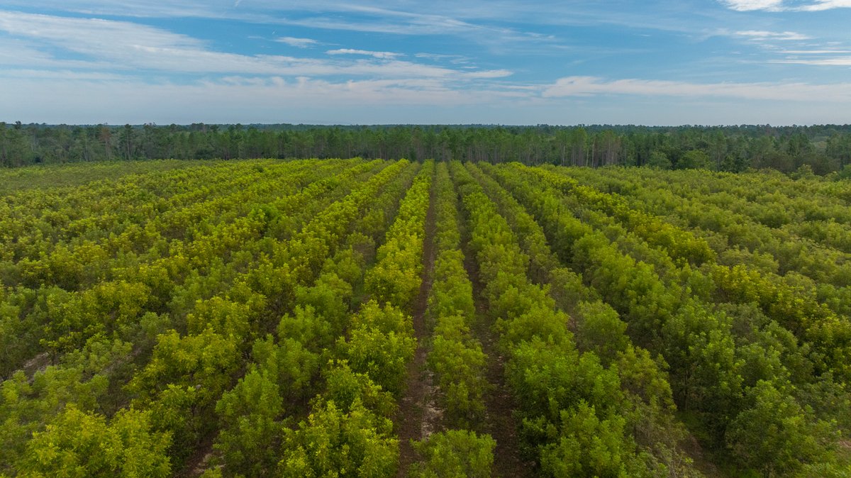 Image for 1,154± Acres - Patten Orchard - Premium Irrigated Pecan Operation - Long-Term Orchard Income w/ Improvements - Merchantable Timber Stand & Creek Frontage