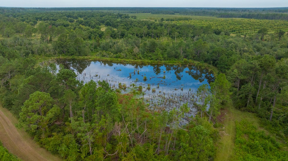 Image for 1,154± Acres - Patten Orchard - Premium Irrigated Pecan Operation - Long-Term Orchard Income w/ Improvements - Merchantable Timber Stand & Creek Frontage