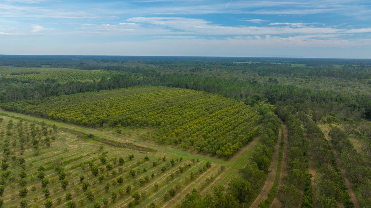 Image for 1,154± Acres - Patten Orchard - Premium Irrigated Pecan Operation - Long-Term Orchard Income w/ Improvements - Merchantable Timber Stand & Creek Frontage