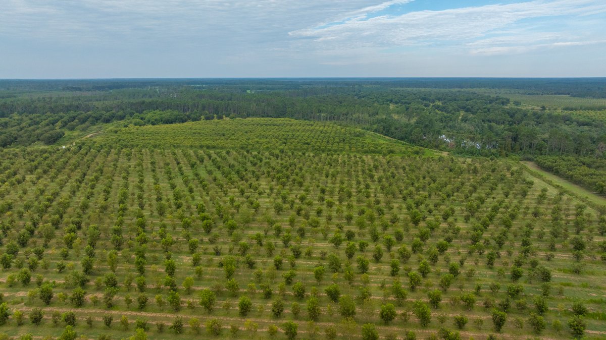 Image for 1,154± Acres - Patten Orchard - Premium Irrigated Pecan Operation - Long-Term Orchard Income w/ Improvements - Merchantable Timber Stand & Creek Frontage