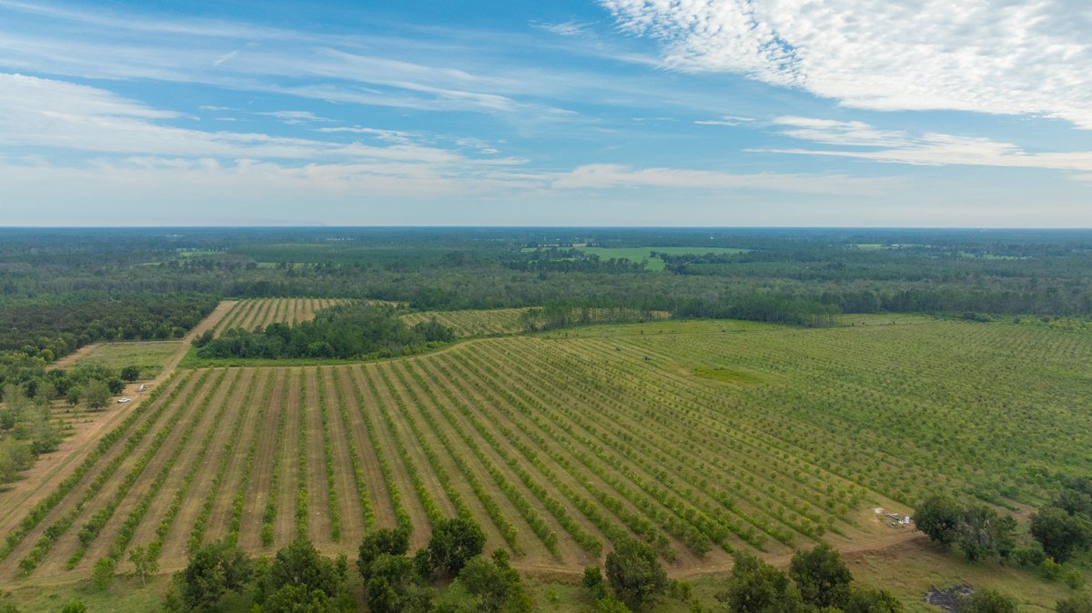 Image for 1,154± Acres - Patten Orchard - Premium Irrigated Pecan Operation - Long-Term Orchard Income w/ Improvements - Merchantable Timber Stand & Creek Frontage