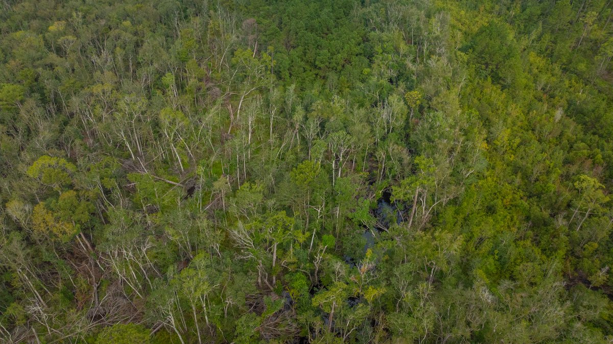 Image for 1,154± Acres - Patten Orchard - Premium Irrigated Pecan Operation - Long-Term Orchard Income w/ Improvements - Merchantable Timber Stand & Creek Frontage
