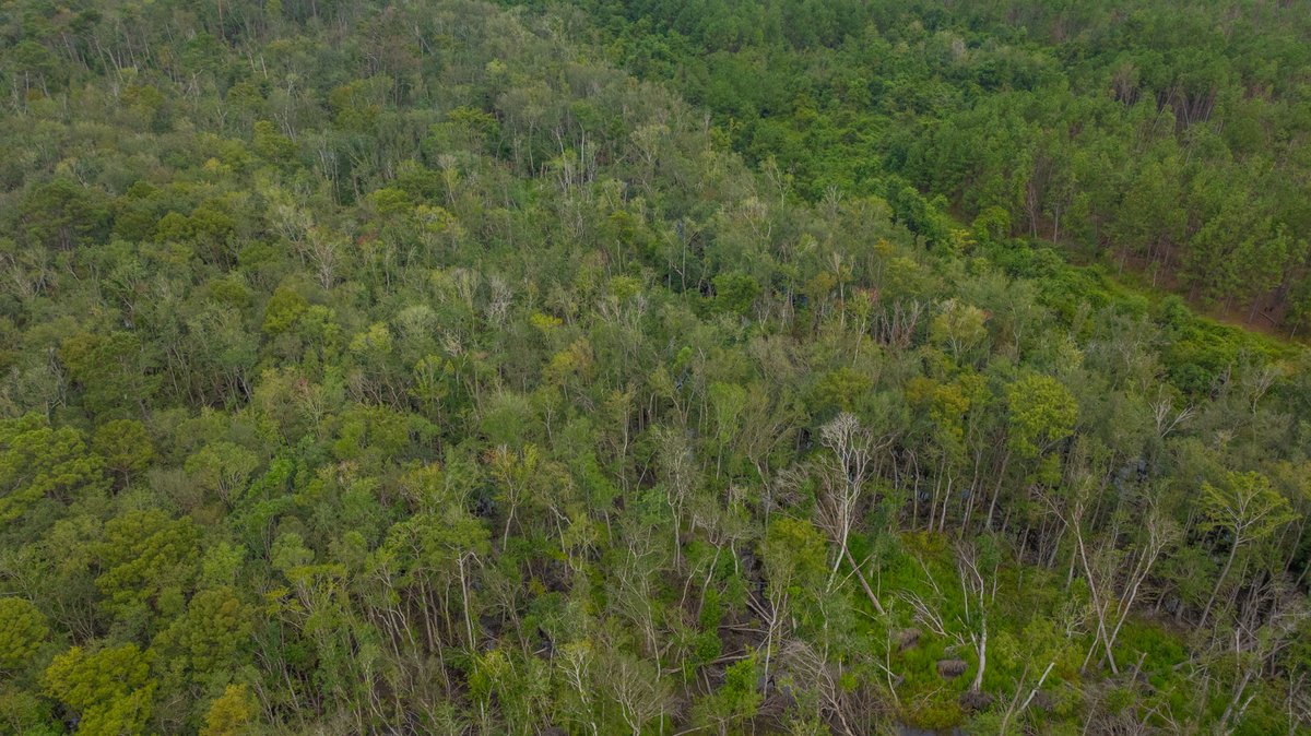 Image for 1,154± Acres - Patten Orchard - Premium Irrigated Pecan Operation - Long-Term Orchard Income w/ Improvements - Merchantable Timber Stand & Creek Frontage