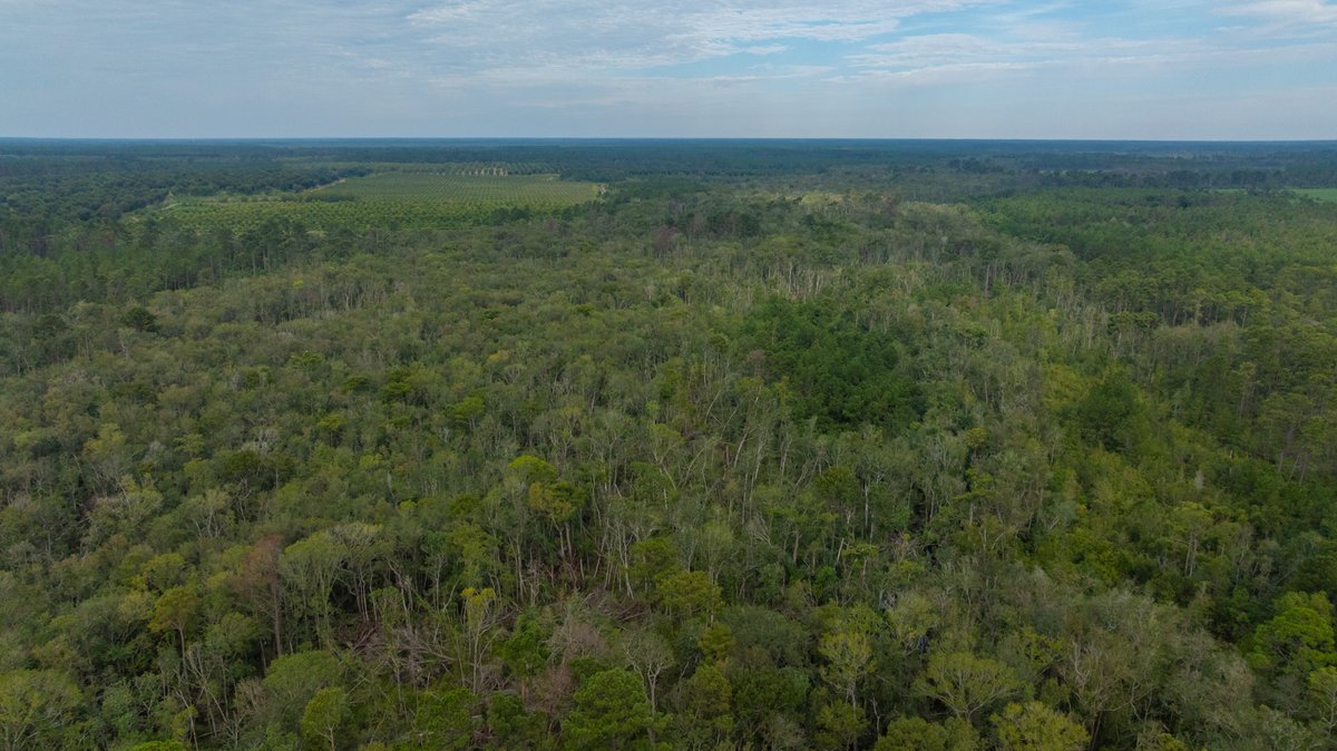 Image for 1,154± Acres - Patten Orchard - Premium Irrigated Pecan Operation - Long-Term Orchard Income w/ Improvements - Merchantable Timber Stand & Creek Frontage