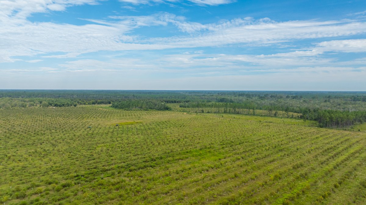 Image for 1,154± Acres - Patten Orchard - Premium Irrigated Pecan Operation - Long-Term Orchard Income w/ Improvements - Merchantable Timber Stand & Creek Frontage