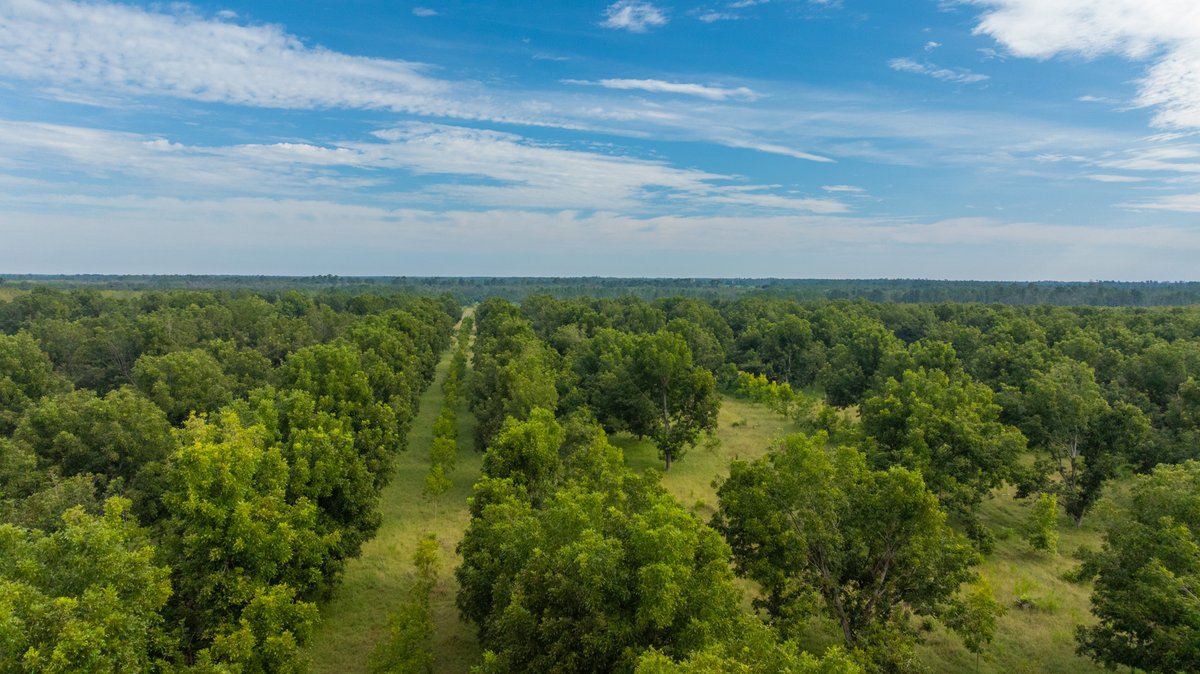Image for 1,154± Acres - Patten Orchard - Premium Irrigated Pecan Operation - Long-Term Orchard Income w/ Improvements - Merchantable Timber Stand & Creek Frontage