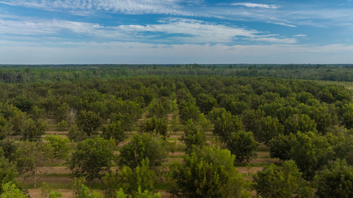 Image for 1,154± Acres - Patten Orchard - Premium Irrigated Pecan Operation - Long-Term Orchard Income w/ Improvements - Merchantable Timber Stand & Creek Frontage