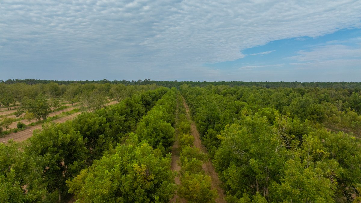 Image for 1,154± Acres - Patten Orchard - Premium Irrigated Pecan Operation - Long-Term Orchard Income w/ Improvements - Merchantable Timber Stand & Creek Frontage