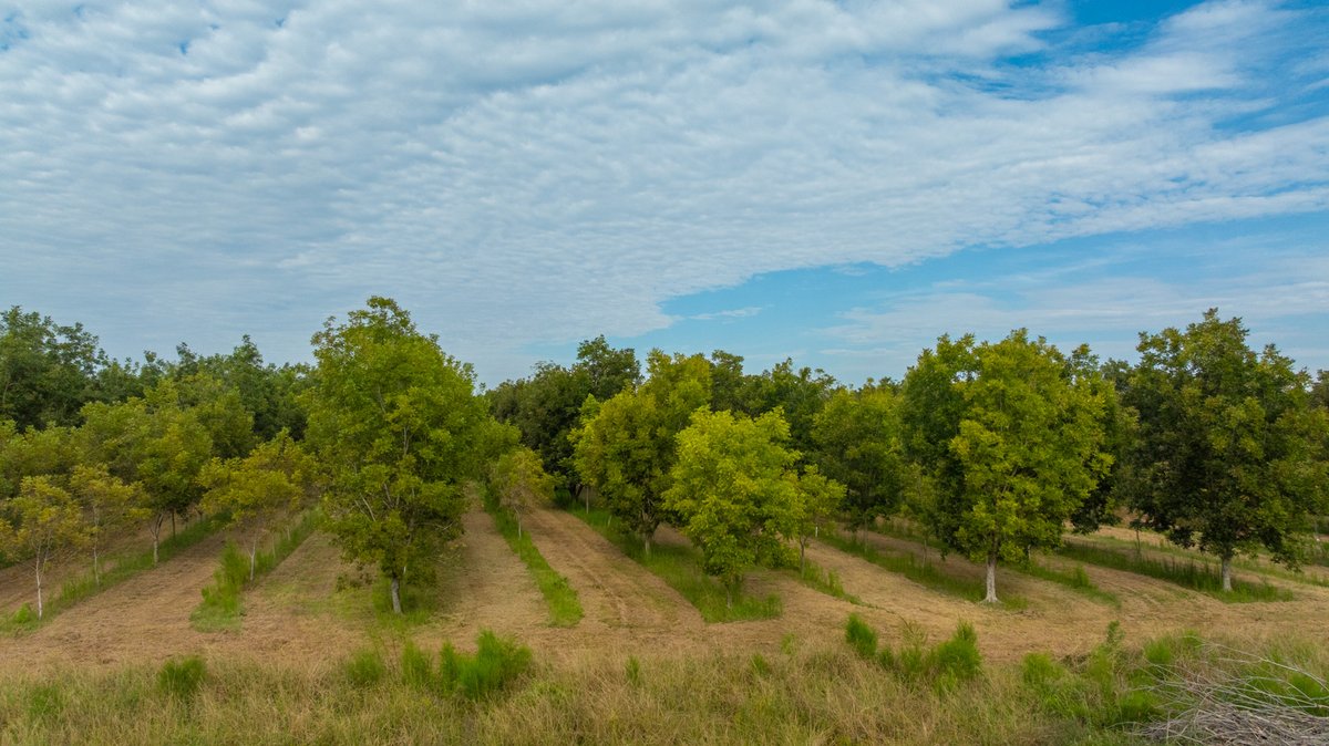 Image for 1,154± Acres - Patten Orchard - Premium Irrigated Pecan Operation - Long-Term Orchard Income w/ Improvements - Merchantable Timber Stand & Creek Frontage