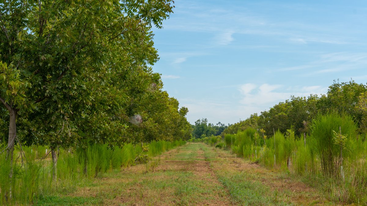 Image for 1,154± Acres - Patten Orchard - Premium Irrigated Pecan Operation - Long-Term Orchard Income w/ Improvements - Merchantable Timber Stand & Creek Frontage