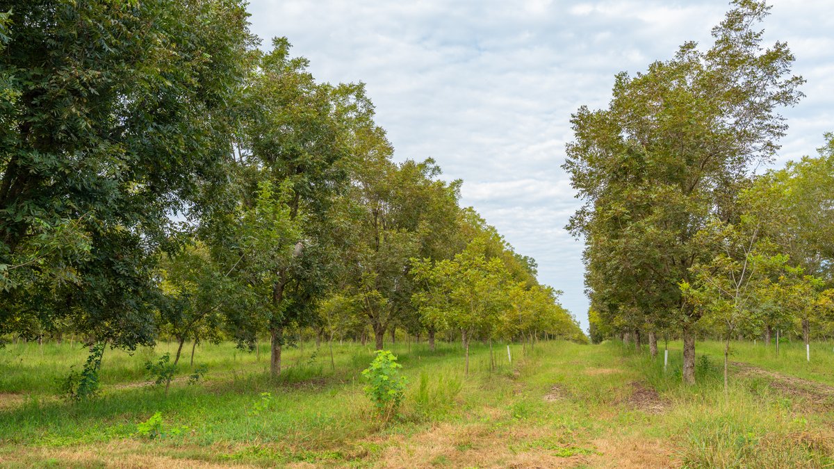 Image for 1,154± Acres - Patten Orchard - Premium Irrigated Pecan Operation - Long-Term Orchard Income w/ Improvements - Merchantable Timber Stand & Creek Frontage