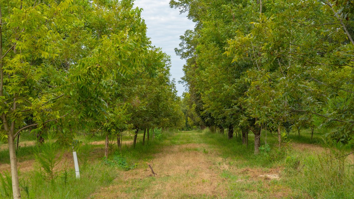 Image for 1,154± Acres - Patten Orchard - Premium Irrigated Pecan Operation - Long-Term Orchard Income w/ Improvements - Merchantable Timber Stand & Creek Frontage
