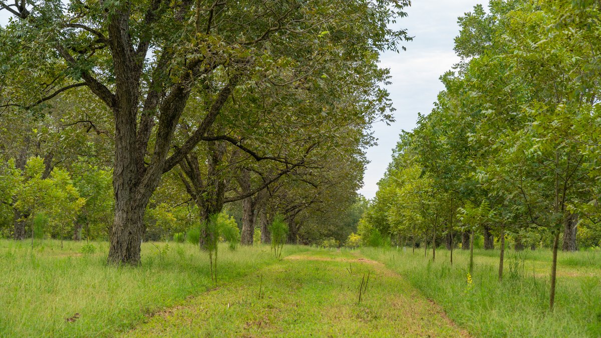 Image for 1,154± Acres - Patten Orchard - Premium Irrigated Pecan Operation - Long-Term Orchard Income w/ Improvements - Merchantable Timber Stand & Creek Frontage