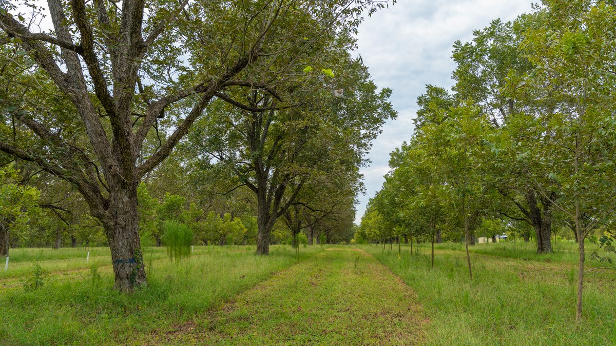 Image for 1,154± Acres - Patten Orchard - Premium Irrigated Pecan Operation - Long-Term Orchard Income w/ Improvements - Merchantable Timber Stand & Creek Frontage