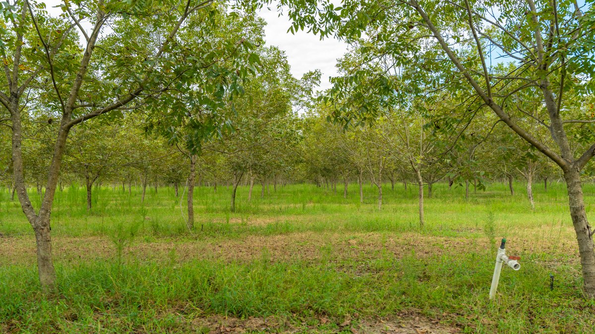 Image for 1,154± Acres - Patten Orchard - Premium Irrigated Pecan Operation - Long-Term Orchard Income w/ Improvements - Merchantable Timber Stand & Creek Frontage