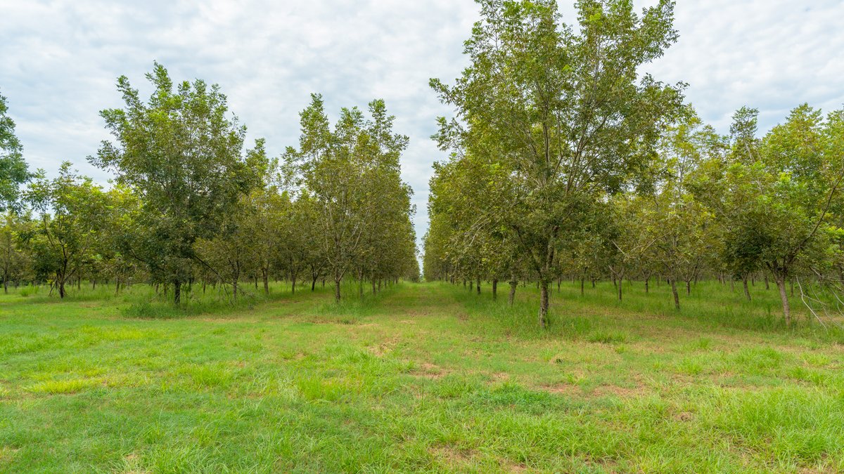 Image for 1,154± Acres - Patten Orchard - Premium Irrigated Pecan Operation - Long-Term Orchard Income w/ Improvements - Merchantable Timber Stand & Creek Frontage