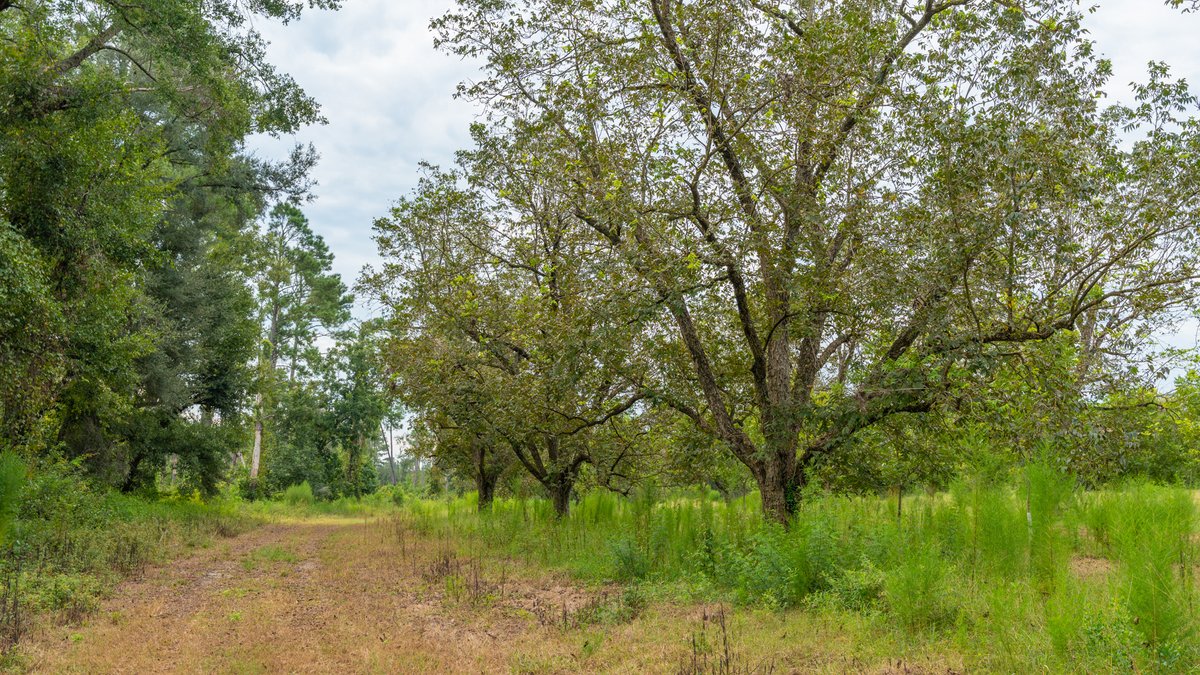 Image for 1,154± Acres - Patten Orchard - Premium Irrigated Pecan Operation - Long-Term Orchard Income w/ Improvements - Merchantable Timber Stand & Creek Frontage