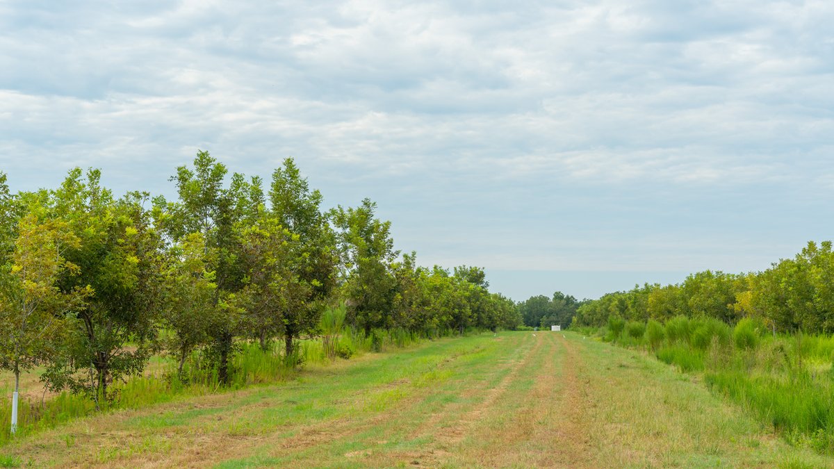 Image for 1,154± Acres - Patten Orchard - Premium Irrigated Pecan Operation - Long-Term Orchard Income w/ Improvements - Merchantable Timber Stand & Creek Frontage