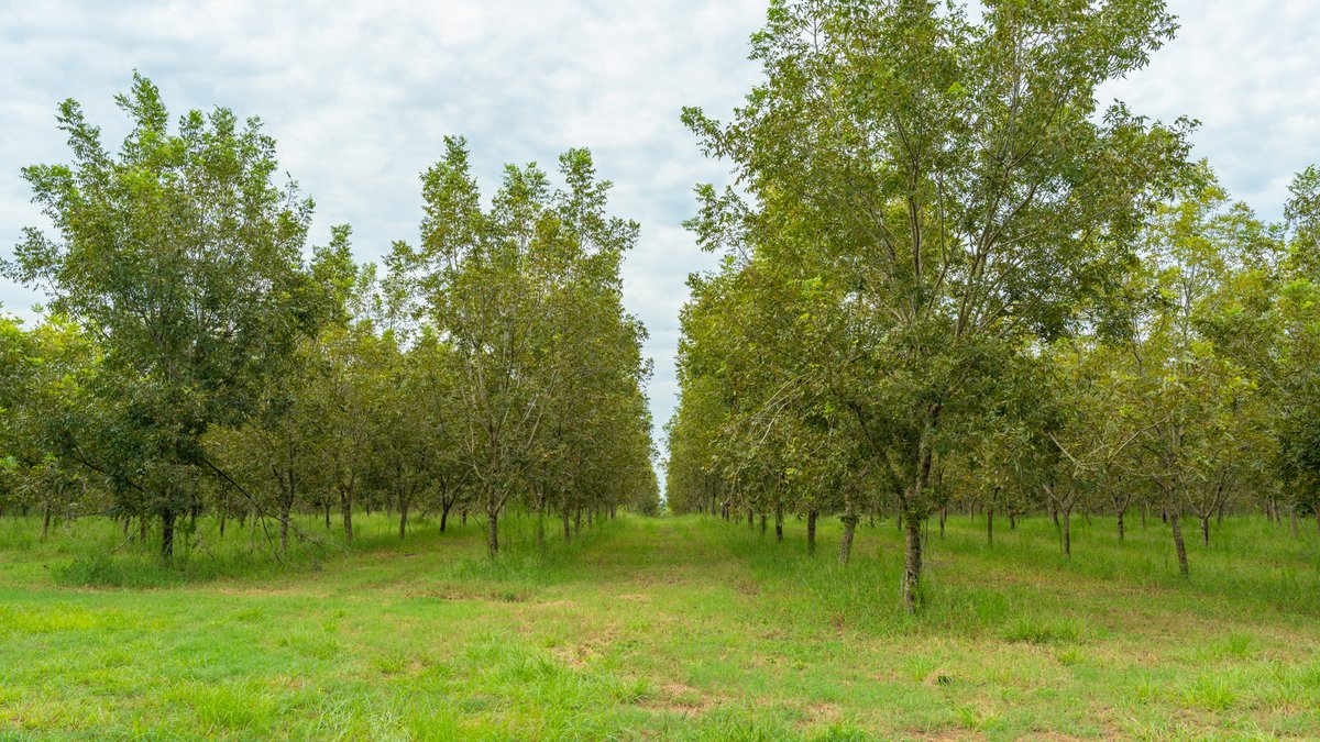 Image for 1,154± Acres - Patten Orchard - Premium Irrigated Pecan Operation - Long-Term Orchard Income w/ Improvements - Merchantable Timber Stand & Creek Frontage
