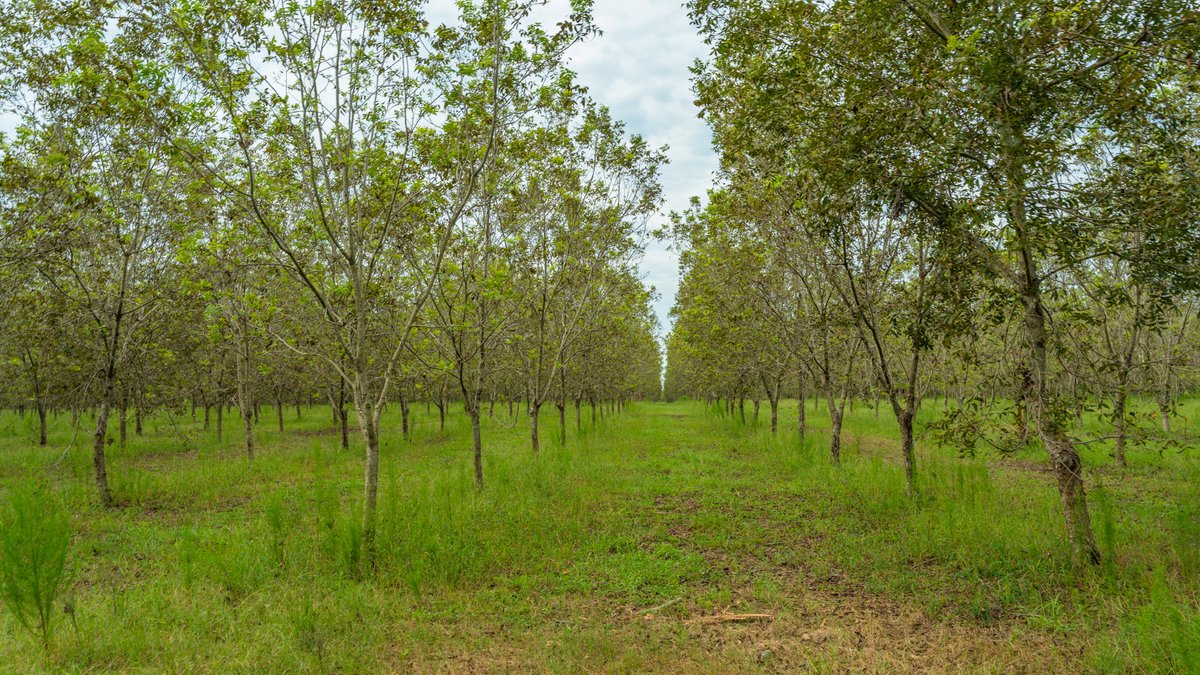Image for 1,154± Acres - Patten Orchard - Premium Irrigated Pecan Operation - Long-Term Orchard Income w/ Improvements - Merchantable Timber Stand & Creek Frontage