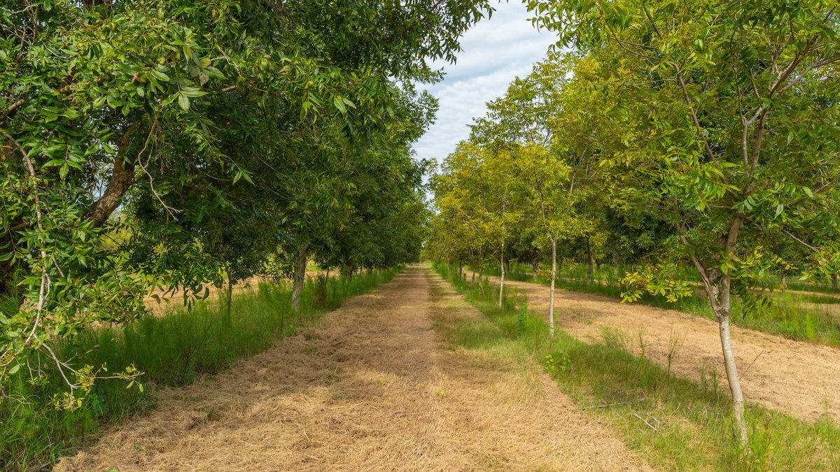 Image for 1,154± Acres - Patten Orchard - Premium Irrigated Pecan Operation - Long-Term Orchard Income w/ Improvements - Merchantable Timber Stand & Creek Frontage