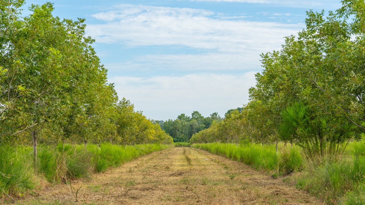 Image for 1,154± Acres - Patten Orchard - Premium Irrigated Pecan Operation - Long-Term Orchard Income w/ Improvements - Merchantable Timber Stand & Creek Frontage