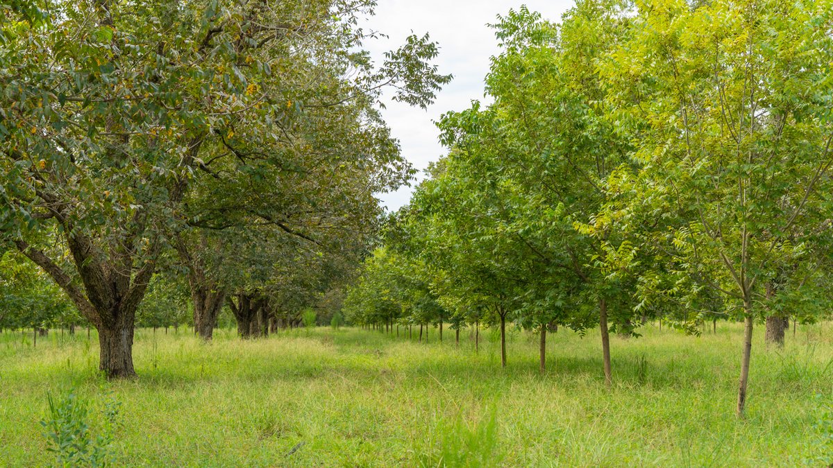 Image for 1,154± Acres - Patten Orchard - Premium Irrigated Pecan Operation - Long-Term Orchard Income w/ Improvements - Merchantable Timber Stand & Creek Frontage