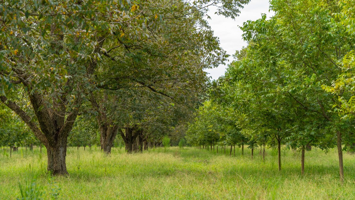 Image for 1,154± Acres - Patten Orchard - Premium Irrigated Pecan Operation - Long-Term Orchard Income w/ Improvements - Merchantable Timber Stand & Creek Frontage