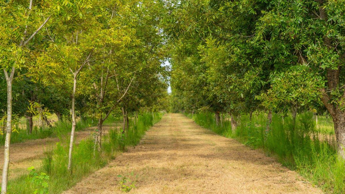 Image for 1,154± Acres - Patten Orchard - Premium Irrigated Pecan Operation - Long-Term Orchard Income w/ Improvements - Merchantable Timber Stand & Creek Frontage
