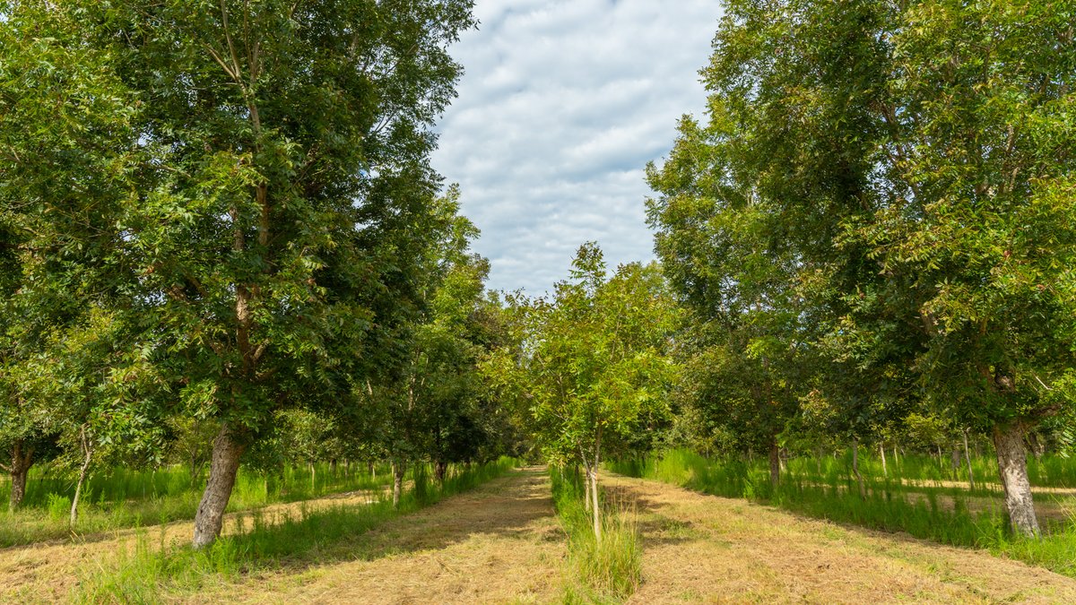 Image for 1,154± Acres - Patten Orchard - Premium Irrigated Pecan Operation - Long-Term Orchard Income w/ Improvements - Merchantable Timber Stand & Creek Frontage