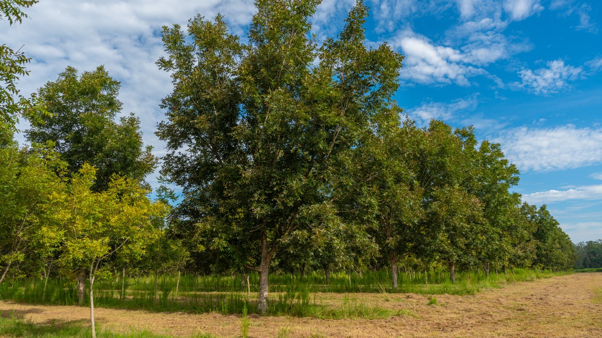 Image for 1,154± Acres - Patten Orchard - Premium Irrigated Pecan Operation - Long-Term Orchard Income w/ Improvements - Merchantable Timber Stand & Creek Frontage