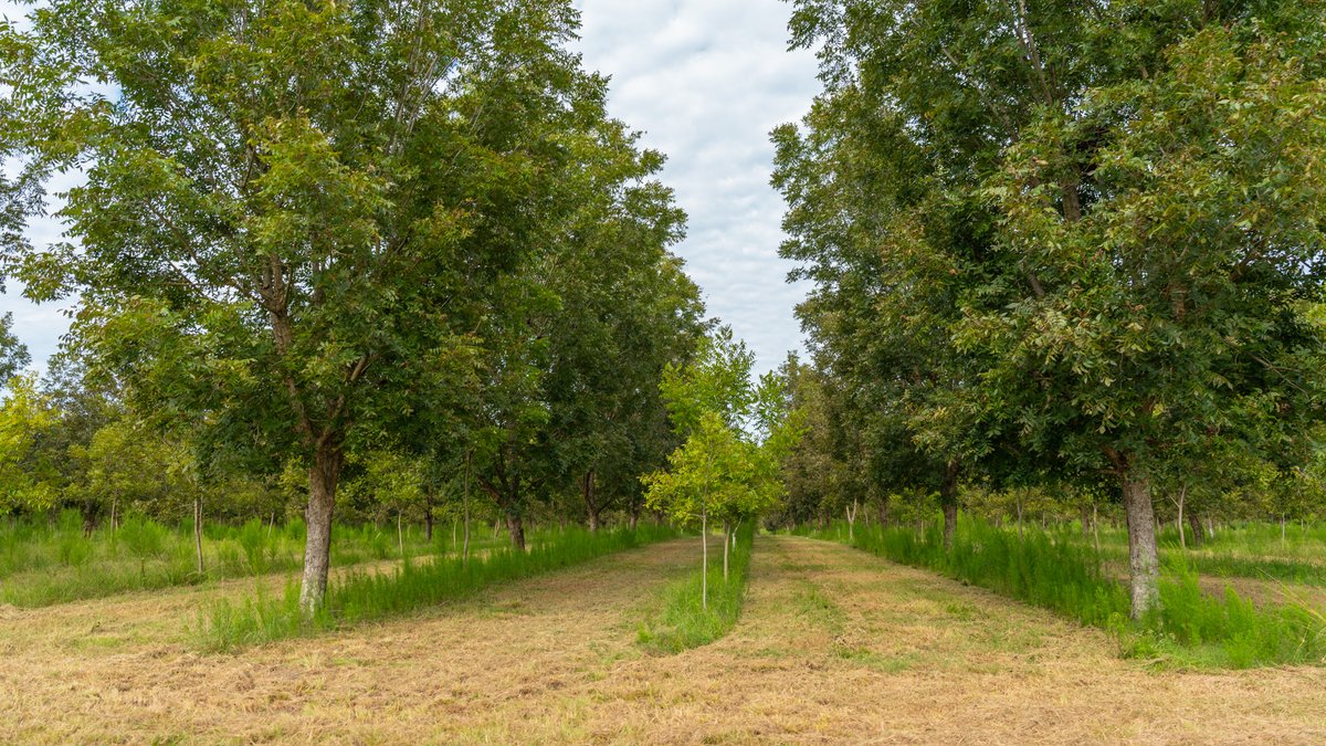Image for 1,154± Acres - Patten Orchard - Premium Irrigated Pecan Operation - Long-Term Orchard Income w/ Improvements - Merchantable Timber Stand & Creek Frontage