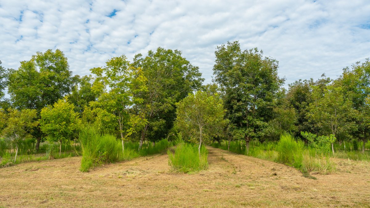 Image for 1,154± Acres - Patten Orchard - Premium Irrigated Pecan Operation - Long-Term Orchard Income w/ Improvements - Merchantable Timber Stand & Creek Frontage
