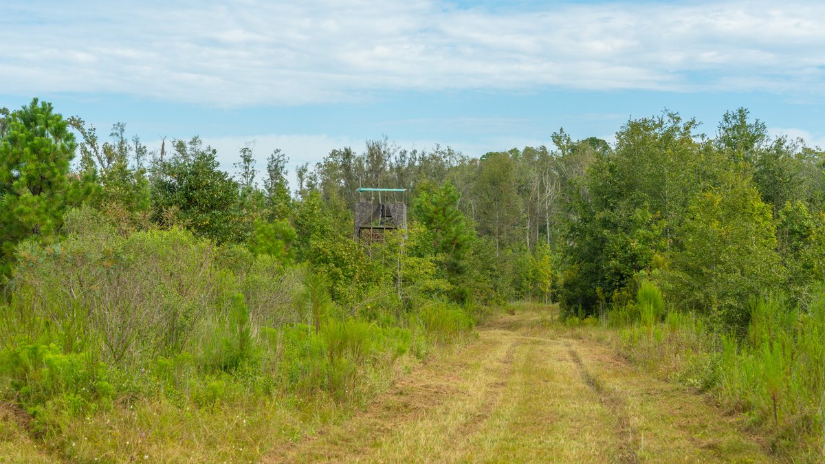 Image for 1,154± Acres - Patten Orchard - Premium Irrigated Pecan Operation - Long-Term Orchard Income w/ Improvements - Merchantable Timber Stand & Creek Frontage