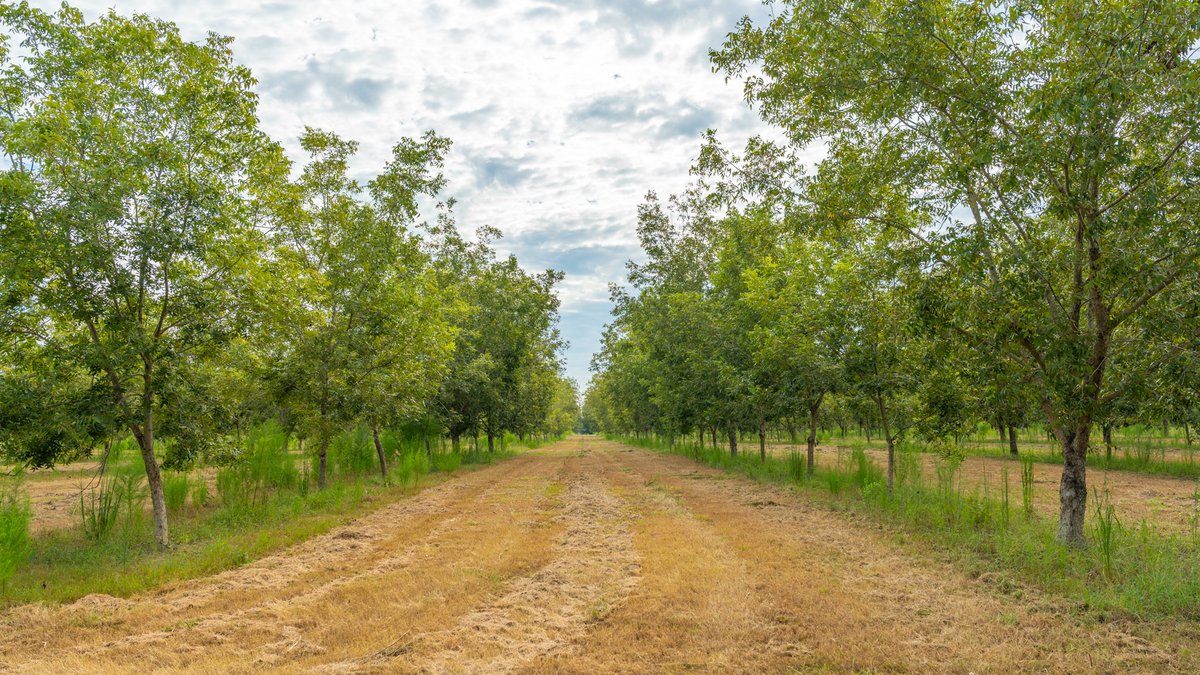 Image for 1,154± Acres - Patten Orchard - Premium Irrigated Pecan Operation - Long-Term Orchard Income w/ Improvements - Merchantable Timber Stand & Creek Frontage