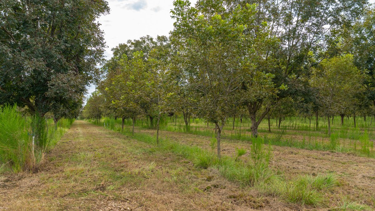 Image for 1,154± Acres - Patten Orchard - Premium Irrigated Pecan Operation - Long-Term Orchard Income w/ Improvements - Merchantable Timber Stand & Creek Frontage