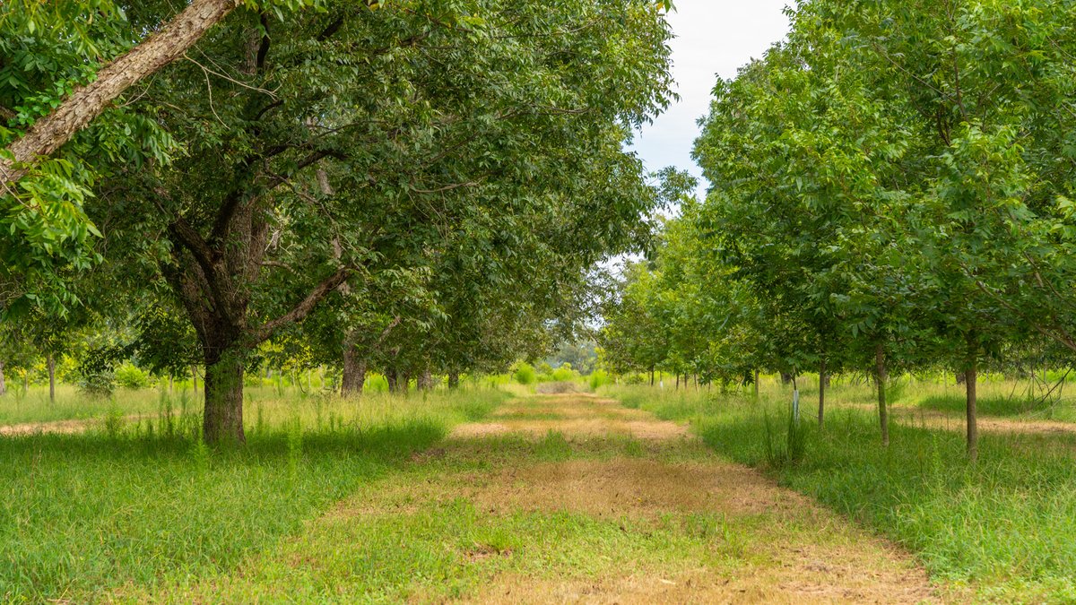 Image for 1,154± Acres - Patten Orchard - Premium Irrigated Pecan Operation - Long-Term Orchard Income w/ Improvements - Merchantable Timber Stand & Creek Frontage