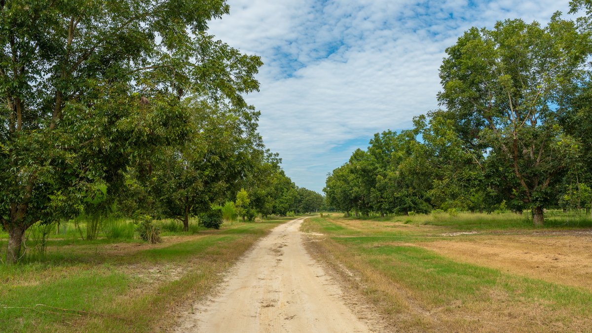 Image for 1,154± Acres - Patten Orchard - Premium Irrigated Pecan Operation - Long-Term Orchard Income w/ Improvements - Merchantable Timber Stand & Creek Frontage