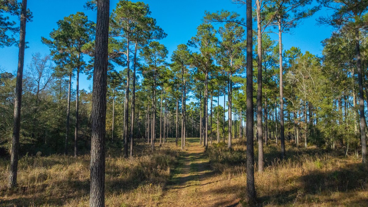 Image for The Autry Farm Property - 160.5+/- Total Acres - Colquitt & Mitchell Counties, Georgia