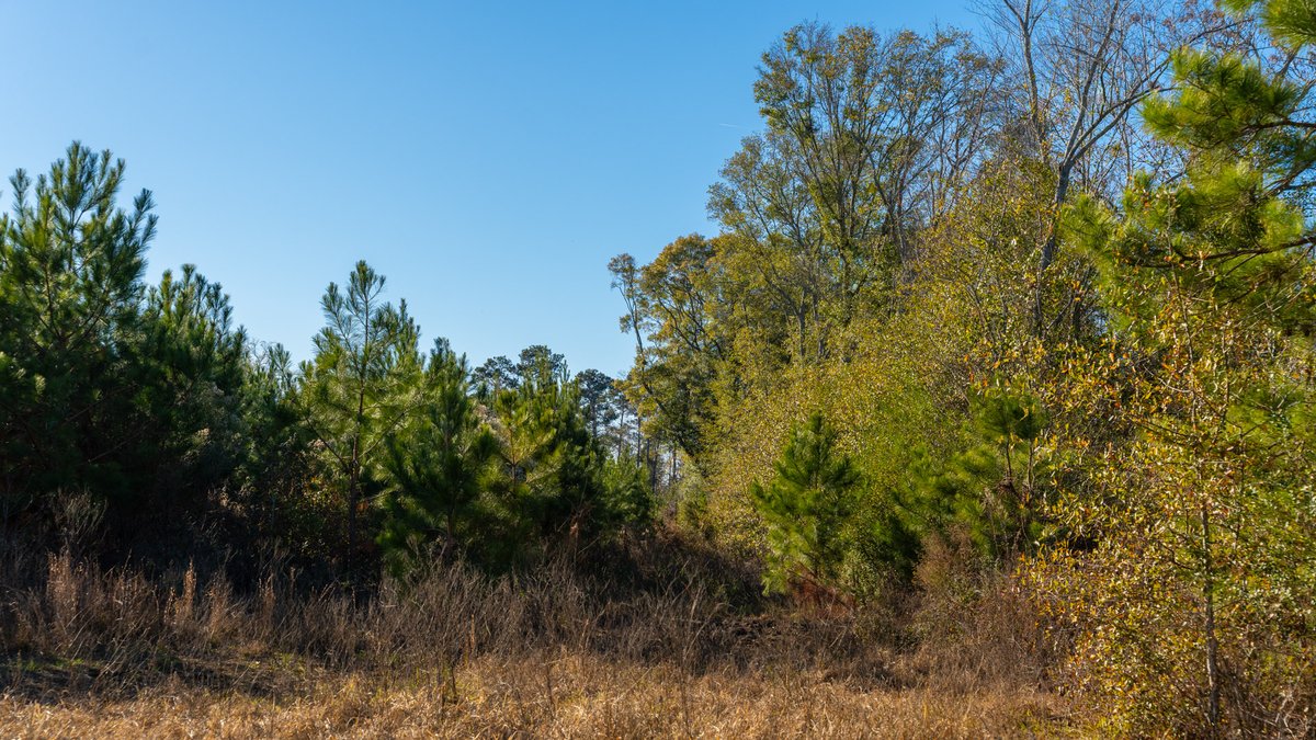 Image for The Autry Farm Property - 160.5+/- Total Acres - Colquitt & Mitchell Counties, Georgia
